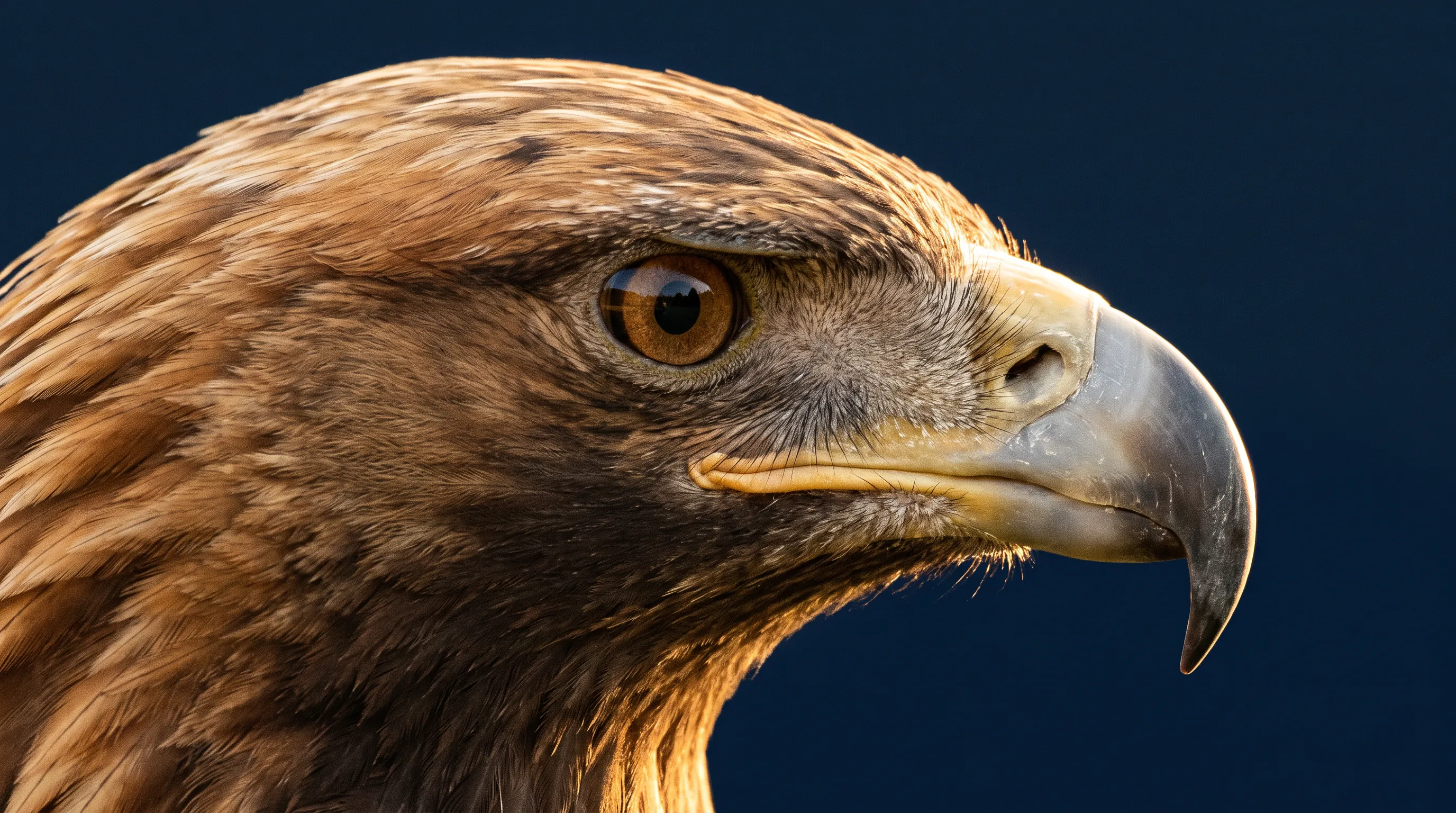 Close-up of a golden eagle’s head with a sharp amber eye
